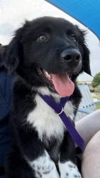 Found/Stray Male Dog last seen Harwood Tavern, Dallas, TX 75201