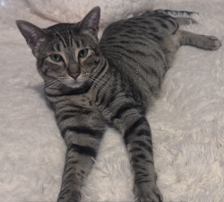 Lost Male Cat last seen Near azure ridge, Las Vegas, NV 89130