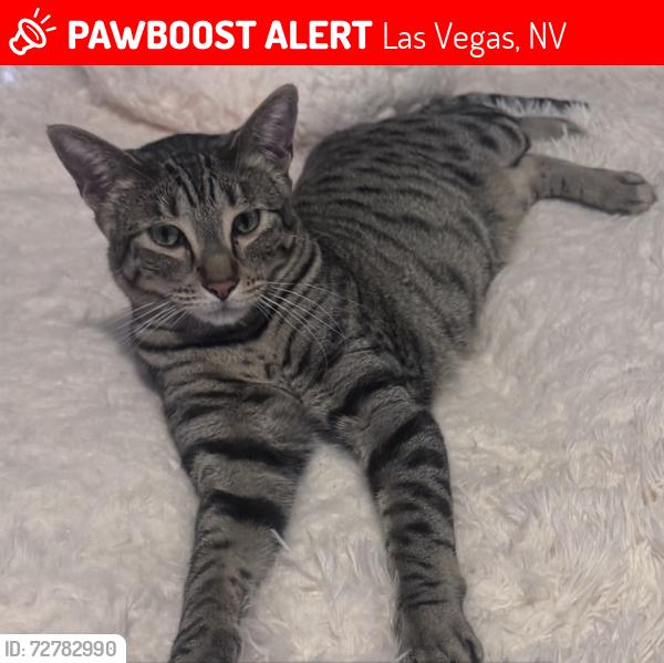 Lost Male Cat last seen Near azure ridge, Las Vegas, NV 89130