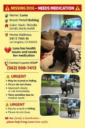 Lost Female Dog last seen Near e 74th street, Los Angeles, Los Angeles, CA 90003