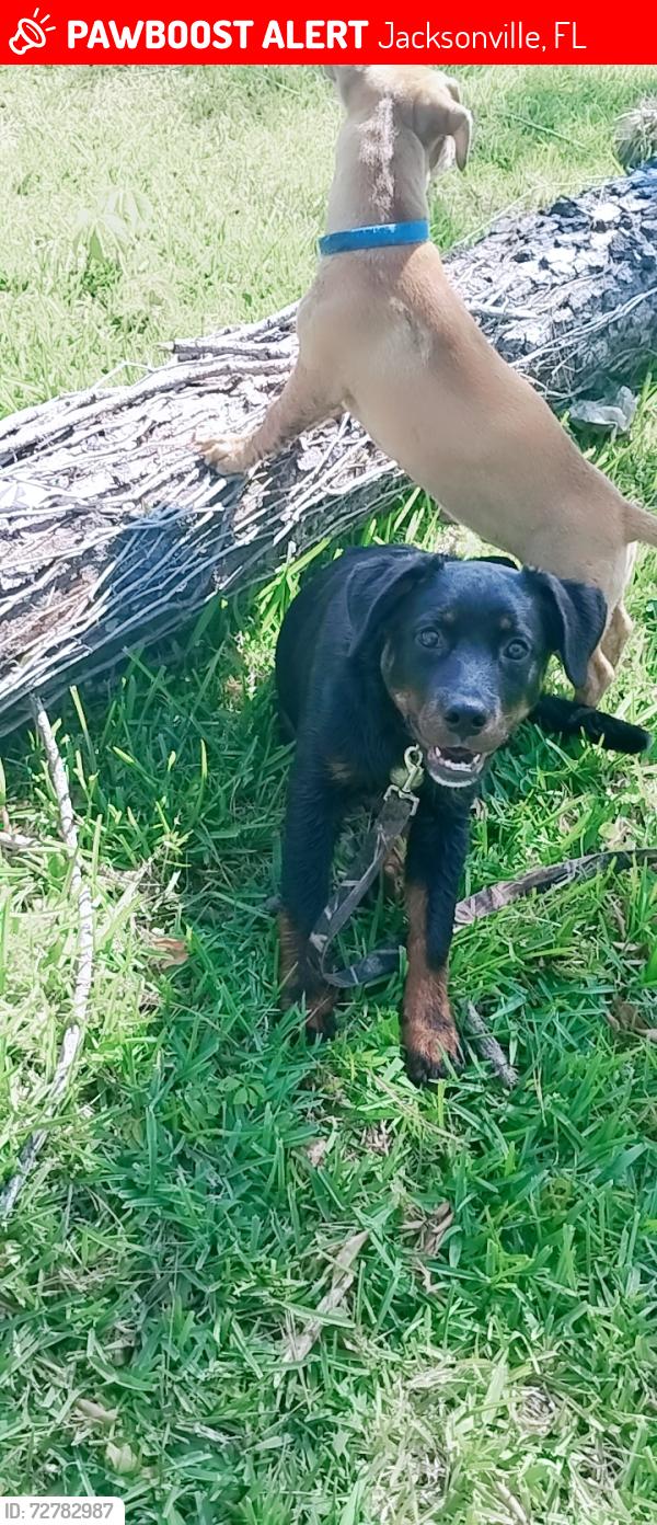 Lost Male Dog last seen Baptist Church across street from my address , Jacksonville, FL 32216