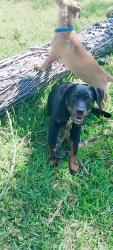 Lost Male Dog last seen Baptist Church across street from my address , Jacksonville, FL 32216