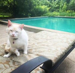 Lost Male Cat last seen 48th st & Whitneyville Ave , Grand Rapids, MI 49512