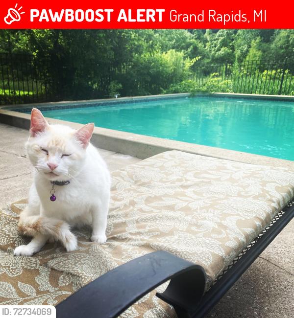 Lost Male Cat last seen 48th st & Whitneyville Ave , Grand Rapids, MI 49512