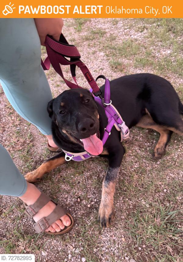 Found/Stray Female Dog last seen Will Rogers Plaza, Oklahoma City, OK 73107