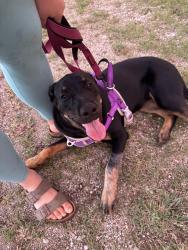 Found/Stray Female Dog last seen Will Rogers Plaza, Oklahoma City, OK 73107