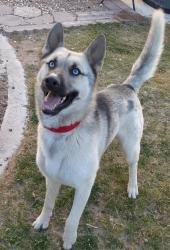 Lost Male Dog last seen Gowan and Torrey Pines, Las Vegas, NV 89108