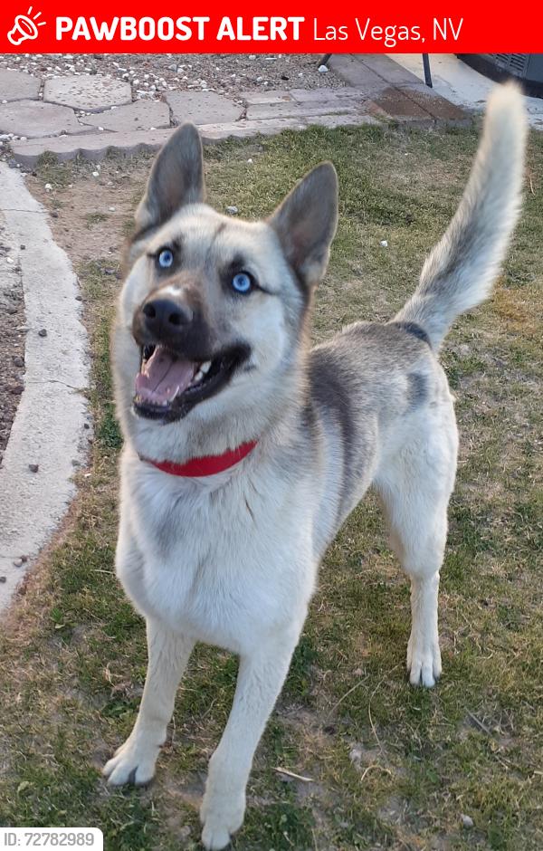 Lost Male Dog last seen Gowan and Torrey Pines, Las Vegas, NV 89108