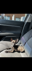 Lost Female Dog last seen Starwood drive Charlotte , Charlotte, NC 28215