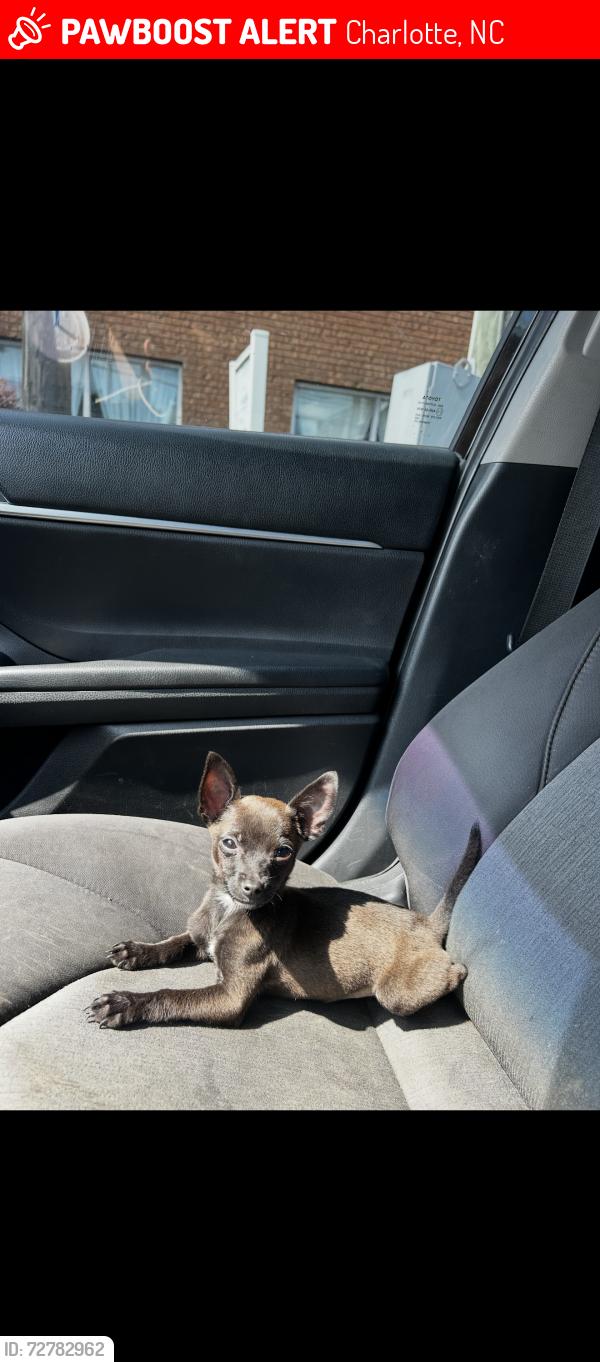 Lost Female Dog last seen Starwood drive Charlotte , Charlotte, NC 28215