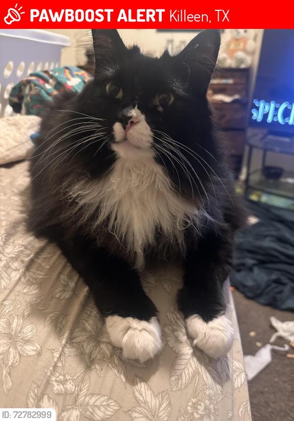 Lost Female Cat last seen Hallmark and Santa Rosa, Killeen, TX 76541