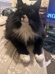 Lost Female Cat last seen Hallmark and Santa Rosa, Killeen, TX 76541