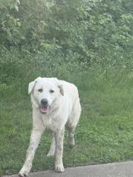 Found/Stray Female Dog last seen Wickersham Ln , Austin, TX 78741