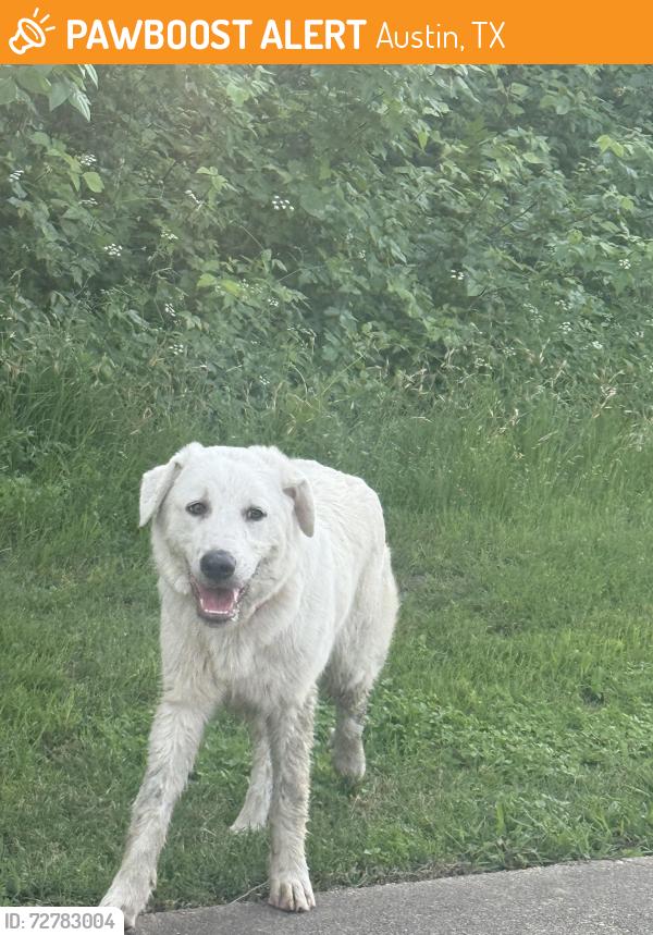 Found/Stray Female Dog last seen Wickersham Ln , Austin, TX 78741