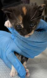Shelter Stray Female Cat last seen Oakland, CA 94603, Oakland, CA 94601