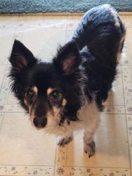 Lost Male Dog last seen Ledonne Street , Sacramento, CA 95823