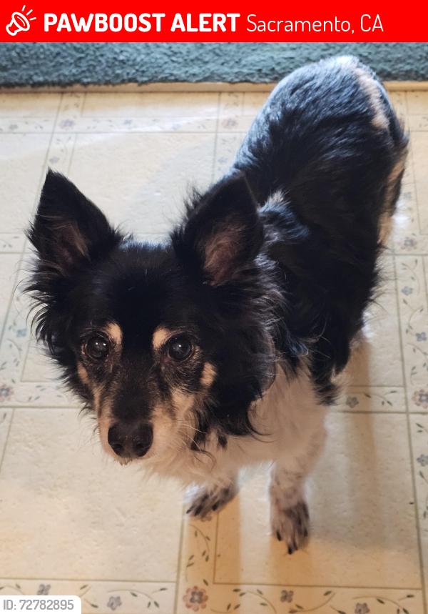 Lost Male Dog last seen Ledonne Street , Sacramento, CA 95823