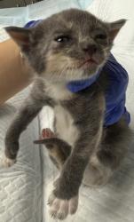 Shelter Stray Female Cat last seen Oakland, CA 94603, Oakland, CA 94601