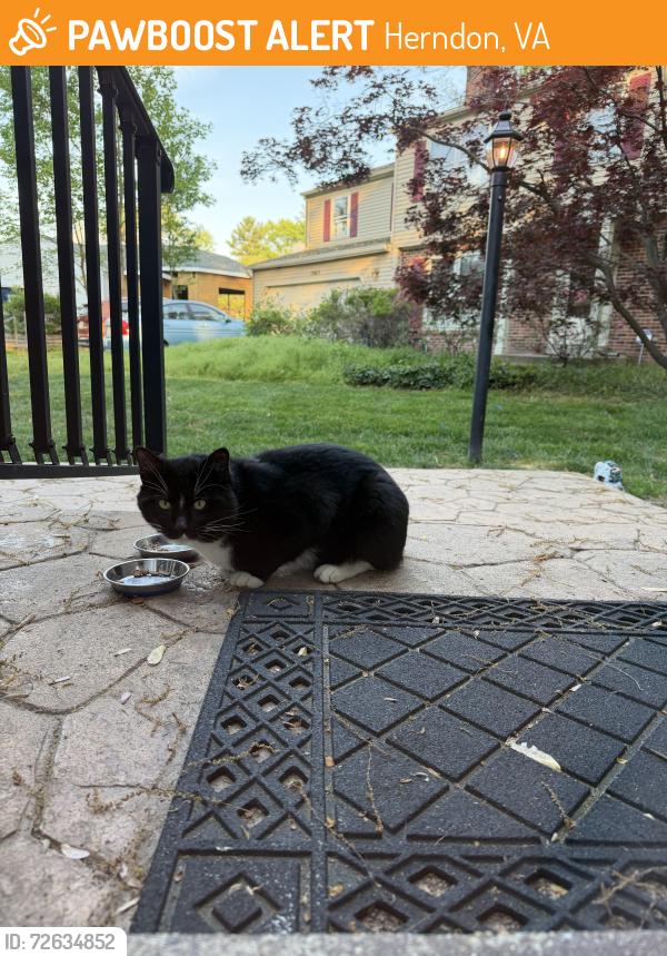 Found/Stray Unknown Cat last seen Hiddenbrook, Herndon, VA 20170