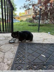 Found/Stray Unknown Cat last seen Hiddenbrook, Herndon, VA 20170