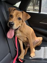 Found/Stray Male Dog last seen Discount Glass Texas Window Replacement Repair, Dallas, TX 75201