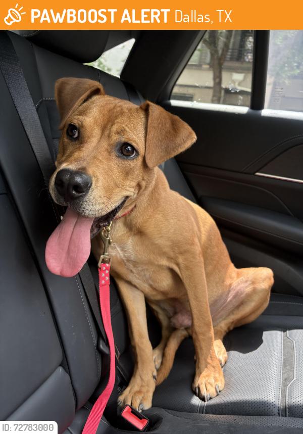 Found/Stray Male Dog last seen Discount Glass Texas Window Replacement Repair, Dallas, TX 75201