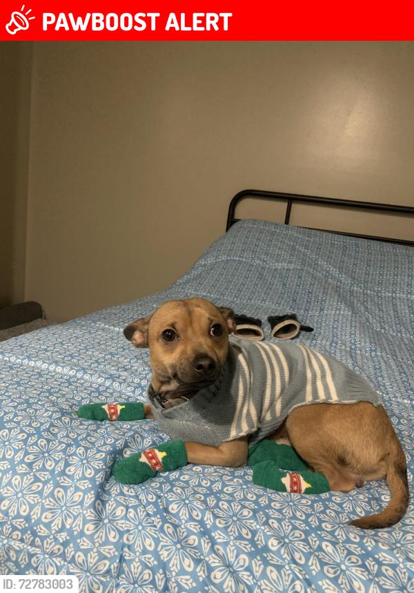 Lost Male Dog last seen S 1100 e, Salt Lake County, UT 84106