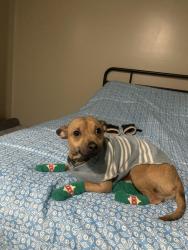 Lost Male Dog last seen S 1100 e, Salt Lake County, UT 84106