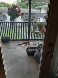 Found/Stray Female Cat last seen White Bride Rd, Neartop Ln, TCAT, Nashville, TN 37205