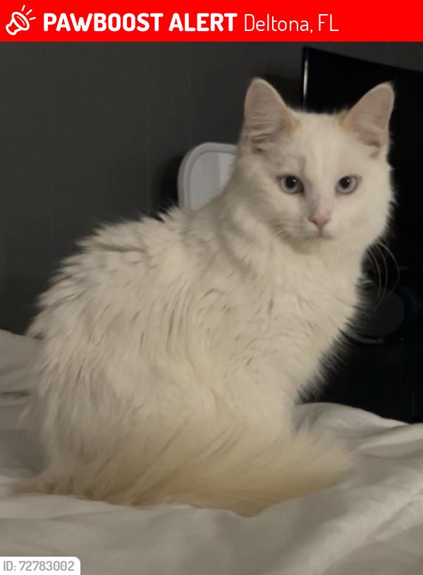 Lost Male Cat last seen Parma Drive, Deltona, FL 32725