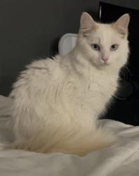 Lost Male Cat last seen Parma Drive, Deltona, FL 32725