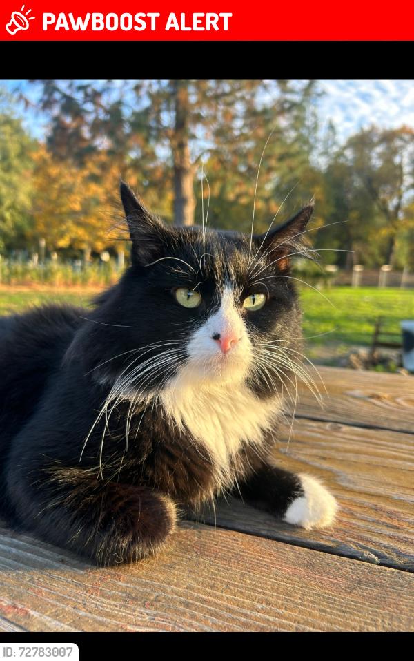 Lost Male Cat last seen Helms rd, Josephine County, OR 97527