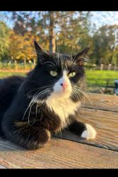 Lost Male Cat last seen Helms rd, Josephine County, OR 97527