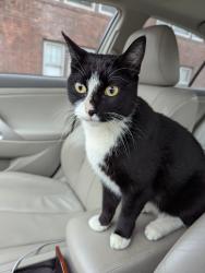 Found/Stray Male Cat last seen Asbury and Sherburne, Saint Paul, MN 55104