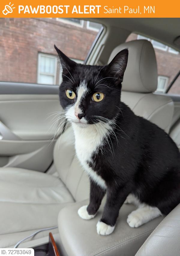 Found/Stray Male Cat last seen Asbury and Sherburne, Saint Paul, MN 55104