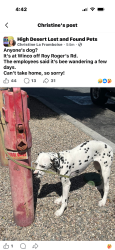 Found/Stray Unknown Dog last seen Winco parking lot , Victorville, CA 92395