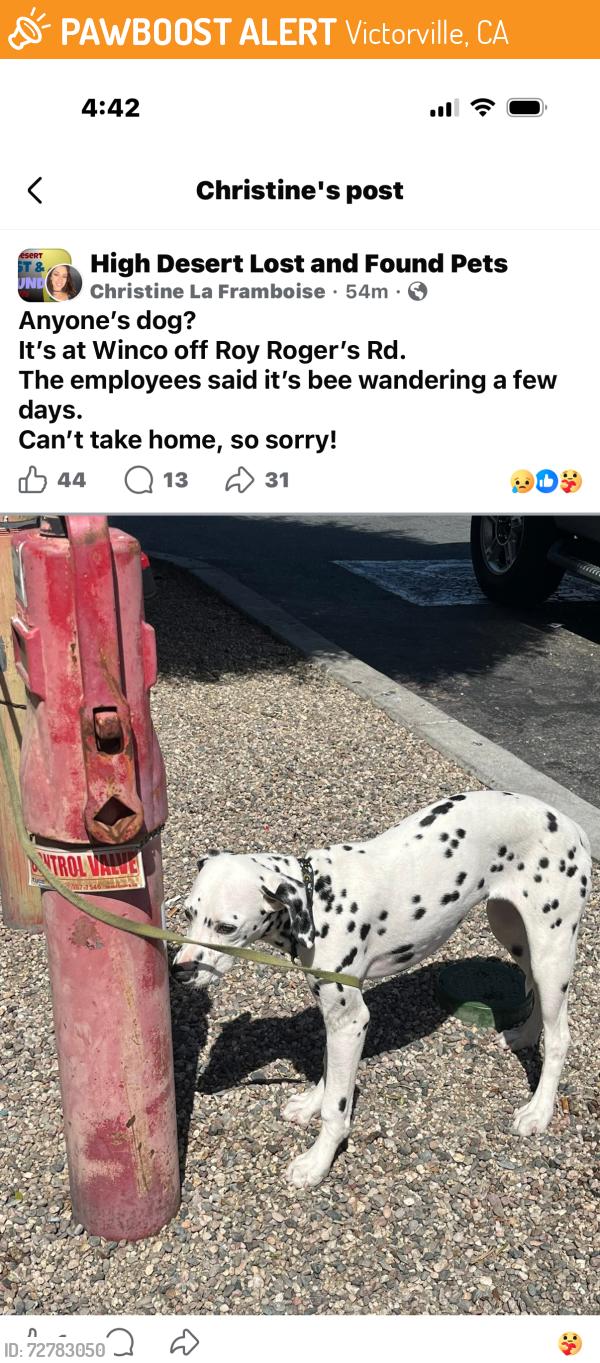 Found/Stray Unknown Dog last seen Winco parking lot , Victorville, CA 92395