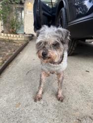 Found/Stray Unknown Dog last seen Kroger area, Houston, TX 77070