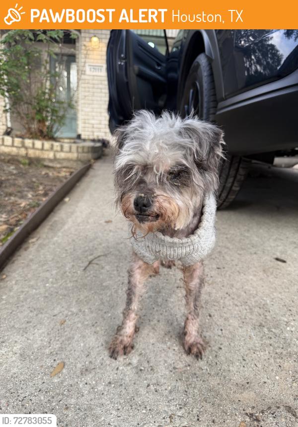 Found/Stray Unknown Dog last seen Kroger area, Houston, TX 77070