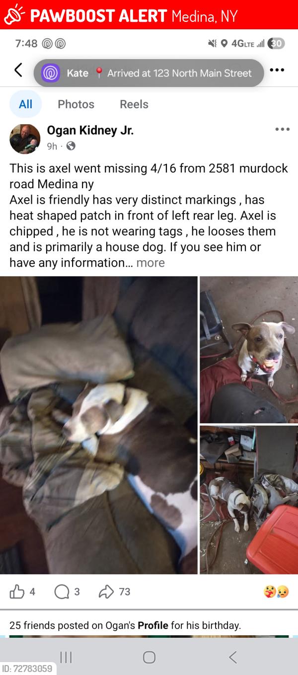 Lost Male Dog last seen Murdock and 104, Medina, NY 14103