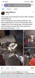 Lost Male Dog last seen Murdock and 104, Medina, NY 14103
