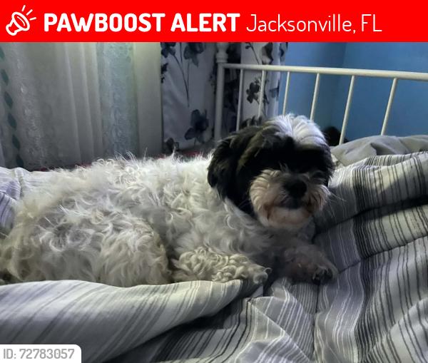 Lost Female Dog last seen Kennerly, Jacksonville, FL 32207