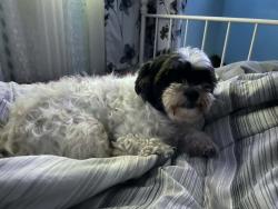 Lost Female Dog last seen Kennerly, Jacksonville, FL 32207