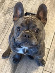 Found/Stray Male Dog last seen Hillsborough and Albanh, Tampa, FL 33603
