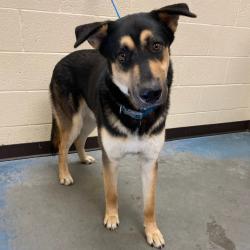 Shelter Stray Male Dog last seen , Memphis, TN 38133
