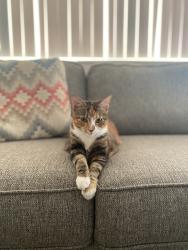 Lost Female Cat last seen Pines Blvd , Pembroke Pines, FL 33028