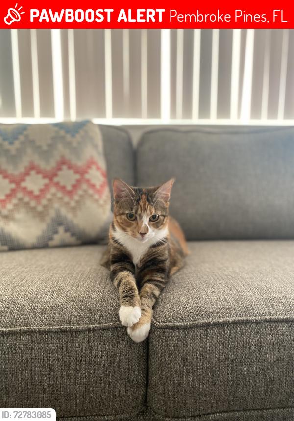 Lost Female Cat last seen Pines Blvd , Pembroke Pines, FL 33028