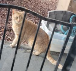 Found/Stray Unknown Cat last seen Cheyenne , between michael way &Jones, Las Vegas, NV 89108