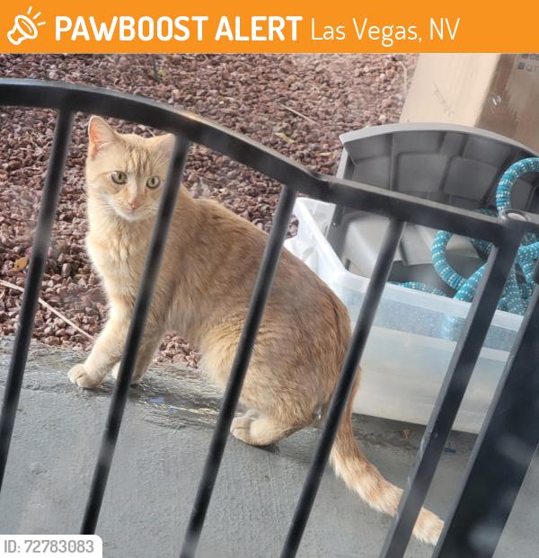 Found/Stray Unknown Cat last seen Cheyenne , between michael way &Jones, Las Vegas, NV 89108