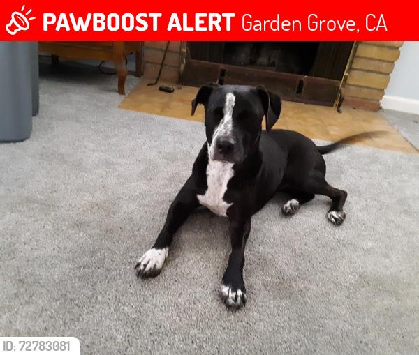 Lost Female Dog last seen Brookhurst and Trask, Garden Grove, CA 92844